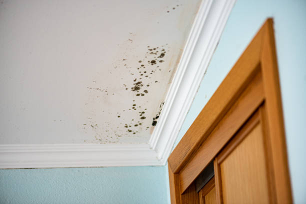 Best Mold Remediation Experts  in Farmington, MS