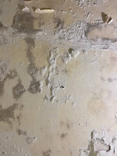 Best Water Damage Restoration  in Farmington, MS