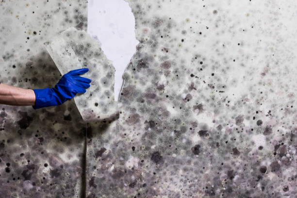 Best Mold Testing  in Farmington, MS