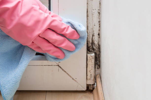 Best Mold Removal Process  in Farmington, MS